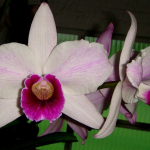 Laelia purpurata